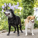 Entry image for Misty Maggie