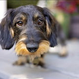 Entry image for Llinka