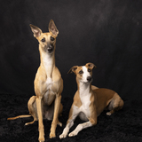 Entry image for Tango Salsa