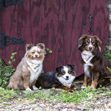 Entry image for Rubymae-Birdiesue-Winnielou