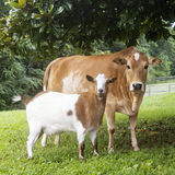 Entry image for Mazel Deuce