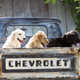 Entry image for Willow Oakley Brooks 