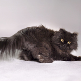 Entry image for Lucy 