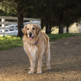 Entry image for Roxie 