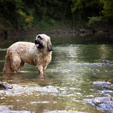 Entry image for OliveOil