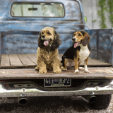 Entry image for Lollipop Remy