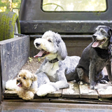 Entry image for Enzo-Frappe-Pacino 