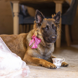 Entry image for Gracie 