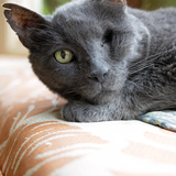 Entry image for Munchkin