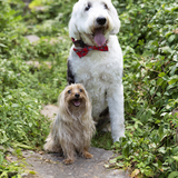 Entry image for Gumbo Luther