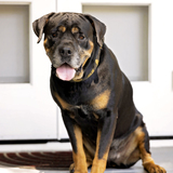 Entry image for Stevie