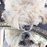 Entry image for Coco 