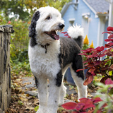 Entry image for Nigel