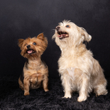 Entry image for Mia-Dandelion 