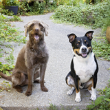 Entry image for Riley Scooby