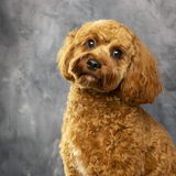 Entry image for Archie