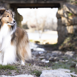 Entry image for Beckett 