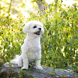 Entry image for BettyWhite