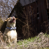 Entry image for Ollie 