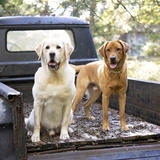 Entry image for Tucker Maverick