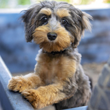 Entry image for Finn