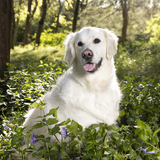 Entry image for Luna 