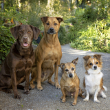 Entry image for Gracie Rex Luther Jacque