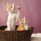 Entry image for Cleo Lucy