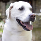 Entry image for Peanut