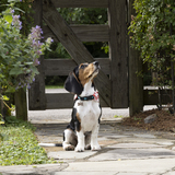 Entry image for Rosie