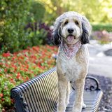 Entry image for Lola