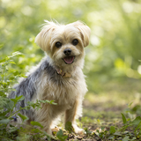 Entry image for Penny 