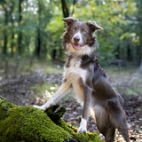 Entry image for Khessie