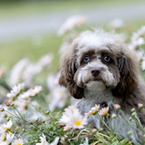 Entry image for Mocha