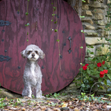 Entry image for Toby