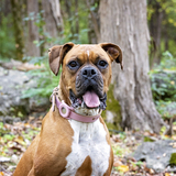 Entry image for Luna