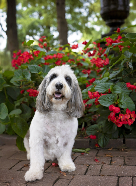 Entry image for Dickens. Clicking this image will show a larger photo