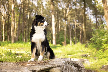 Entry image for Bluey. Clicking this image will show a larger photo