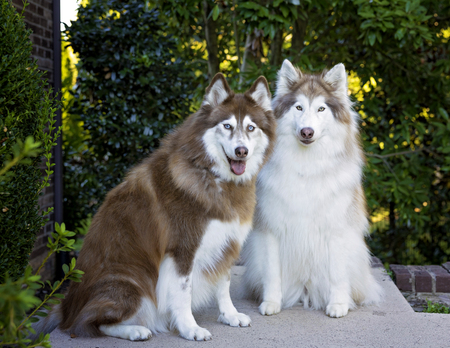 Entry image for Kaya and Koko. Clicking this image will show a larger photo