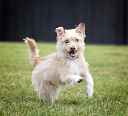 Entry image for Oliverscruff . Clicking this image will show a larger photo