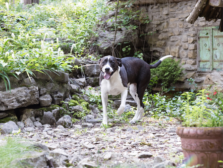 Entry image for Daisy . Clicking this image will show a larger photo