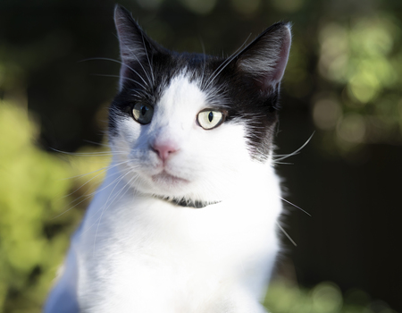 Entry image for FanBoy. Clicking this image will show a larger photo