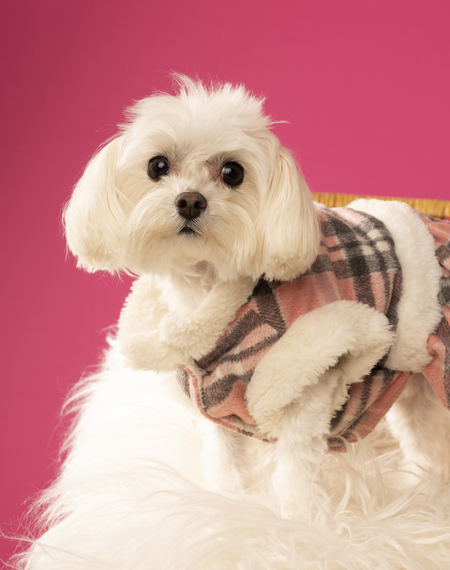 Entry image for Kryder GiGi. Clicking this image will show a larger photo