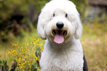 Entry image for CookieMonster. Clicking this image will show a larger photo