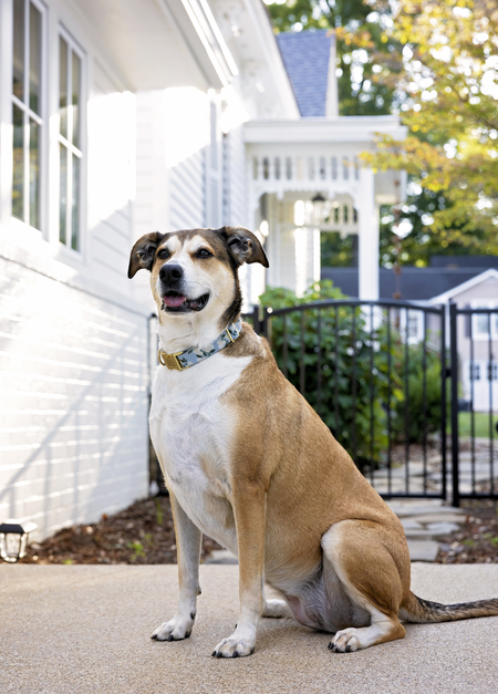 Entry image for Murphy. Clicking this image will show a larger photo