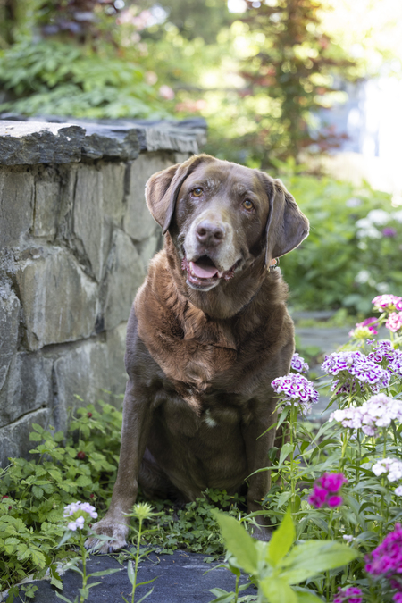 Entry image for Sadie . Clicking this image will show a larger photo