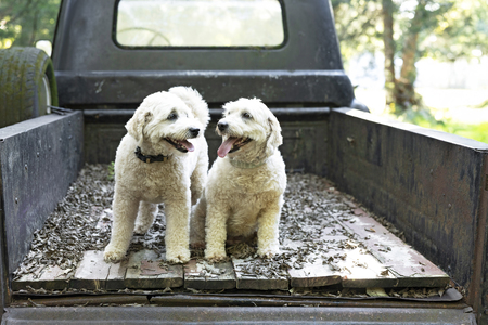 Entry image for Bailey Biscuit. Clicking this image will show a larger photo