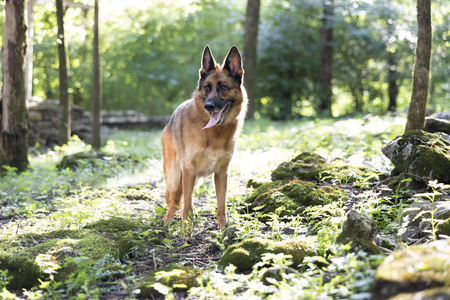 Entry image for Gretel. Clicking this image will show a larger photo