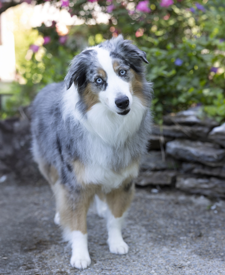 Entry image for Pepper . Clicking this image will show a larger photo