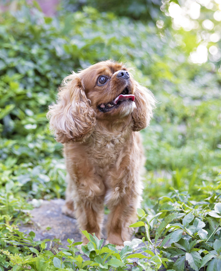 Entry image for Benjamin. Clicking this image will show a larger photo